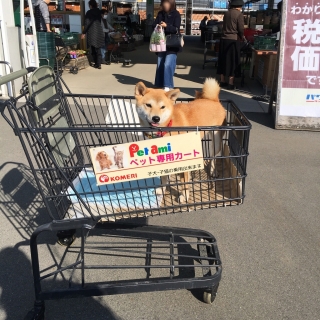 田原本 コメリ 安い