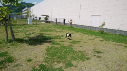 湯河原駅の周辺でおすすめのペット施設特集 みんなのペットライフ