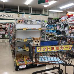 写真一覧 ロイヤルビックス 押熊店 奈良県奈良市 ペット用品販売店 てくてく